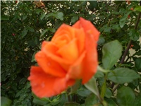 db224fdb-Picture 614.jpg